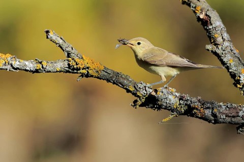 Melodious Warbler (Hippolais polyglotta) juvenile with fly in beak, Andalusia, Spain