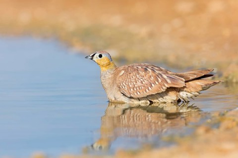 Kronenflughuhn, Crowned Sandgrouse, Pterocles coronatus, Ganga couronné, Ganga Coronada