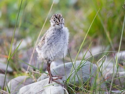 Purple Sandpiper (Calidris maritima) chick, Spitsbergen, Norway