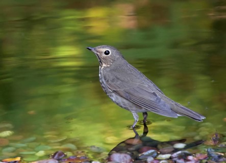 A Swainson's Thrush, Catharus ustulatus, in a backyard pond in Saskatoon, Saskatchewan