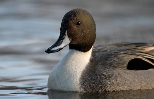 Spiessente (Anas acuta), Pintail, Maennchen, Erpel, Portrait, Februar, Oberhausen, Ruhrgebiet,