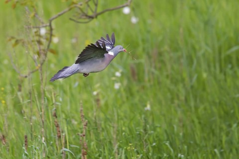 Common Wood Pigeon (Columba palumbus) flying, Rhineland-Palatinate, Germany