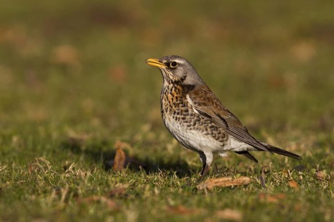 Fieldfare (Turdus pilaris)