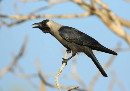 House Crow (Corvus splendens) calling from branch, Mascate, Oman