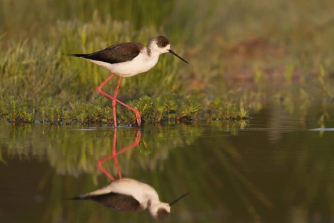 Black-winged Stilt (Himantopus himantopus), Cyprus