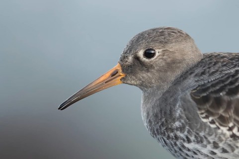 Purple Sandpiper (Calidris maritima), Mecklenburg-Western Pomerania, Germany