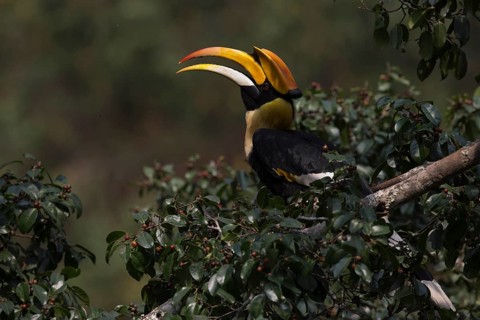 Great Hornbill (Buceros bicornis) male, Manas National Park, Bhutan