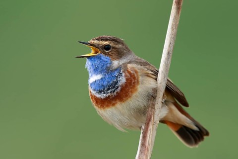 Bluethroat (Luscinia svecica cyanecula) male singing from reed, Netherlands