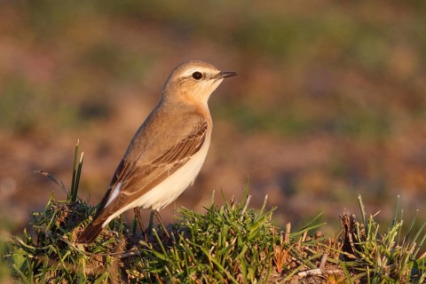 Isabelline Wheatear (Oenanthe isabellina), Greece