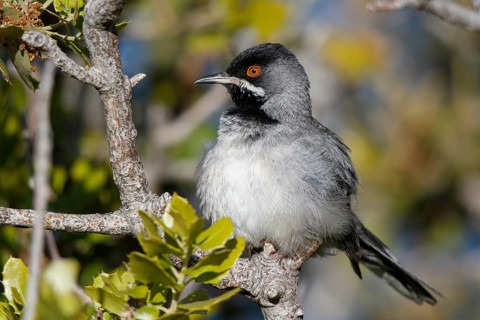 Rüppell's Warbler (Sylvia ruppeli) male perched on a branch, Greece