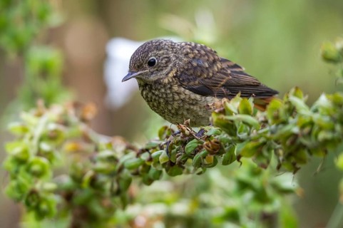 Gartenrotschwanz - Jungvogel auf Fingerhut
