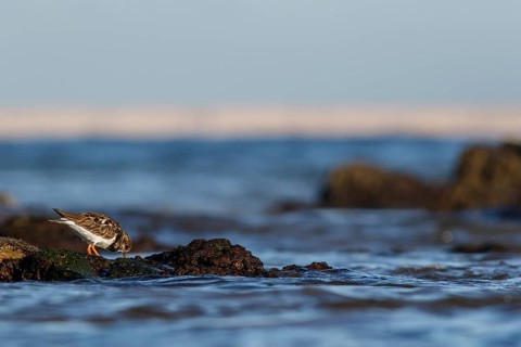 Ruddy Turnstone (Arenaria interpres) feeding amongst the rocks, Asturias, Spain