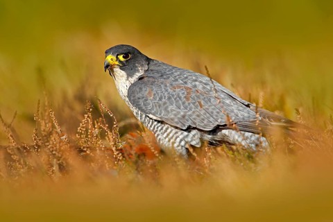 Peregrine Falcon