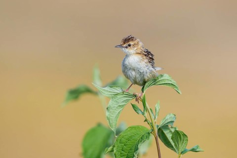 Zitting Cisticola (Cisticola juncidis) perched on a branch, Istria, Croatia