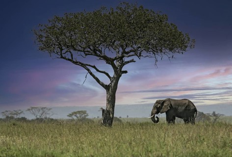 Afrikanischer Elefant (Loxodonta africana) Elefanten Bulle steht einsamer unter Leberwurstbaum