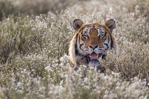 Bengal Tiger (Panthera tigris) male portrait in blooming meadow, captive, Philippolis, South Africa