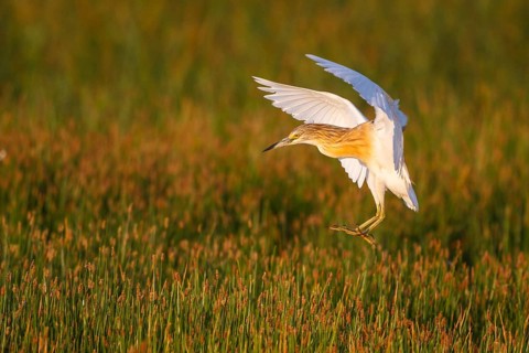 Squacco Heron (Ardeola ralloides) flying, Greece