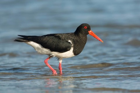 Pied Oystercatcher (Haematopus longirostris) foraging at shoreline, Victoria, Australia
