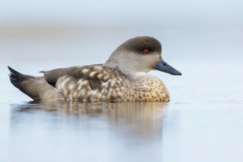 Patagonian Crested Duck (Lophonetta specularioides) on a small pond in the Falkland Islands