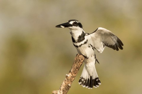 Pied Kingfisher (Ceryle rudis) male with fish in beak, Gambia