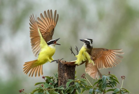 Great Kiskadee (Pitangus sulphuratus) wrangling, Texas, USA