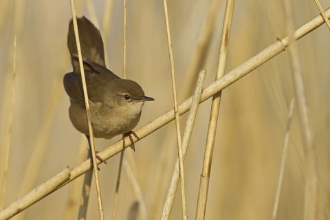 Savi's Warbler (Locustella luscinioides), Rhineland-Palatinate, Germany