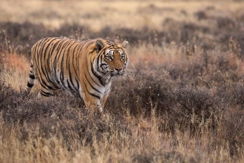 Bengal Tiger (Panthera tigris) adult walking in grassland, captive, Philippolis, South Africa