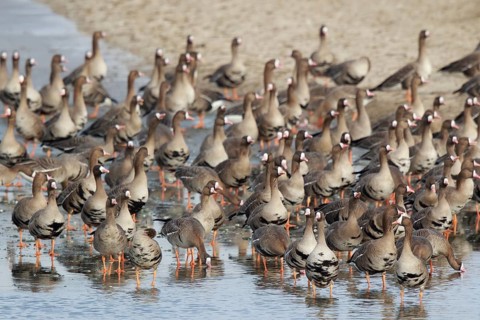 Greater White-fronted Goose (Anser albifrons) huge flock resting in water, North Rhine-Westphalia,