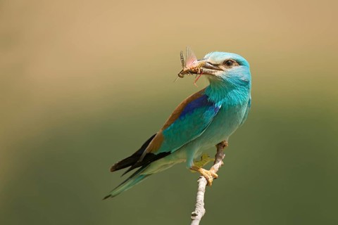 European Roller (Coracias garrulus) perched on a branch with insect in beak, Rome, Italy