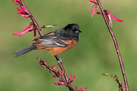 Orchard Oriole (Icterus spurius) perched on a branch, Texas, USA