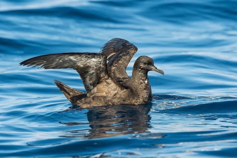 Sooty Shearwater (Ardenna grisea), Eilat, Israel