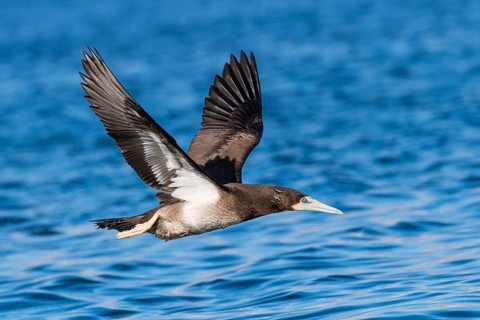 Brown Booby (Sula leucogaster) flying, Eilat, Israel
