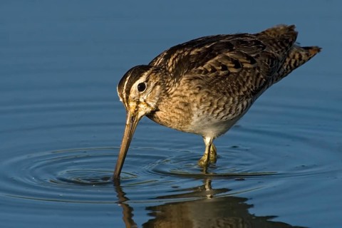 Swinhoe's Snipe (Gallinago megala), Western Australia, Australia