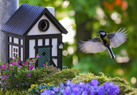 Great Tit (Parus major) approaching a bird house with food in its beak, Baden-Wuerttemberg, Germany