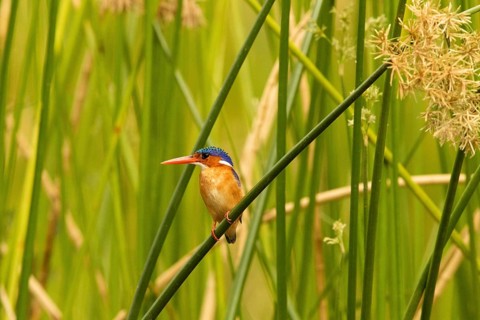 Malachite Kingfisher (Corythornis cristatus), Lake Baringo, Kenya