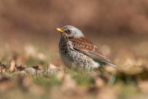 Fieldfare (Turdus pilaris), Lower Saxony, Germany