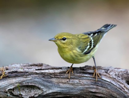 A fall plumage Blackpoll Warbler, Setophaga striata, perched in a wood near Saskatoon, Canada