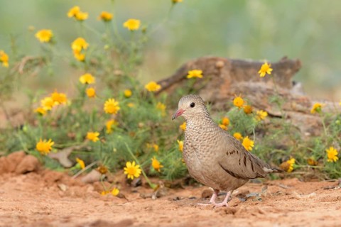 Common Ground Dove (Columbina passerina), Texas, USA