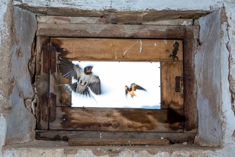 Barn Swallow (Hirundo rustica) flying into a barn, Extremadura, Spain