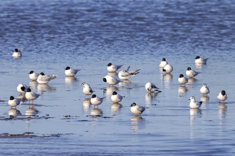 Flock of little gulls (Hydrocoloeus minutus) in breeding plumage resting in shallow water of