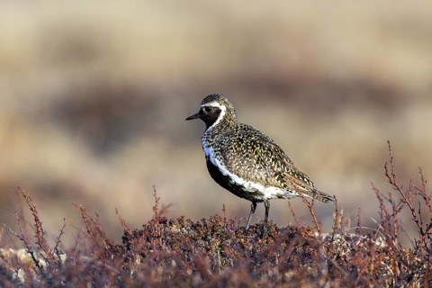 European golden plover, Eurasian golden plover (Pluvialis apricaria) male in breeding plumage on