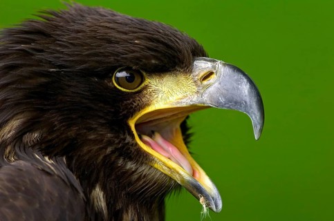 Bald Eagle (Haliaeetus leucocephalus) juvenile calling, North Rhine-Westphalia, Germany