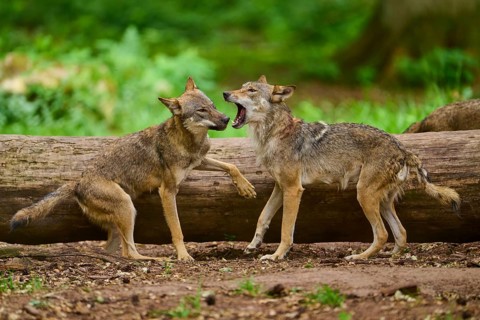 Wolf (Canis lupus), a tense moment between two wolves in front of a tree trunk in the forest,