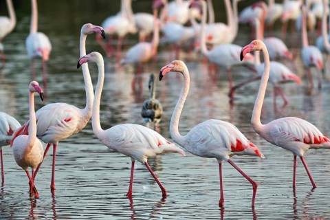 Pink flamingos (Phoenicopterus roseus), standing in the pond, Pont de Gau Bird Park,