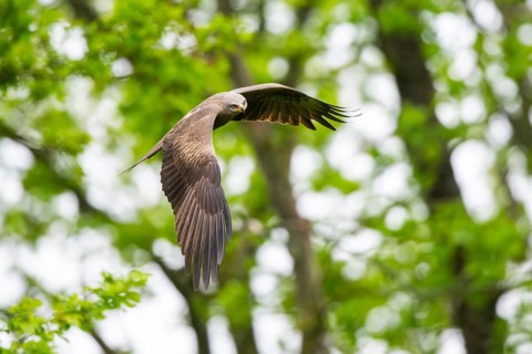 Black kite (Milvus migrans) flying in a forest in early summer, Bavaria, Germany