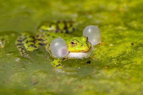 Edible frog (Pelophylax esculentus) in water, Bavaria, Germany