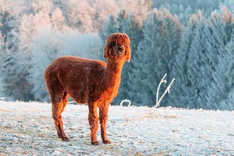 A brown alpaca (Vicugna pacos) stands in the early morning light on a frozen meadow in hilly