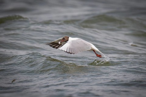 Black-headed gull (Chroicocephalus ridibundus) in summer plumage, with a small fish in its beak,