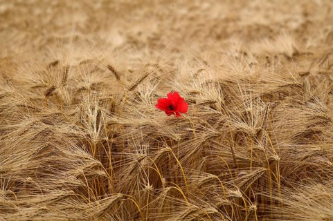 Corn poppy (Papaver rhoeas) in barley field, barley, (Hordeum vulgare) cereals, Normandy, Calvados,
