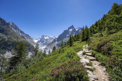 Picturesque mountain landscape with blooming alpine roses, imposing mountain peaks and glaciers,